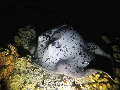 Crociera Night Dive Maldive crociera-notturna-maldive-8.jpg