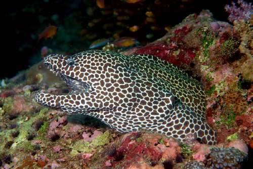 Crociera Night Dive Maldive crociera-notturna-maldive-9.jpg