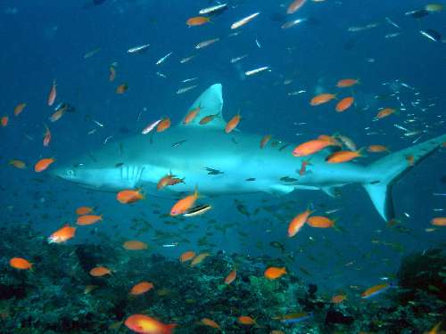 Crociera nelle pass con gli squali grey-shark.jpg