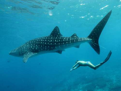 Crociera nelle pass con gli squali stefano-and-whale-shark-luxury-yacht-maldives.jpg