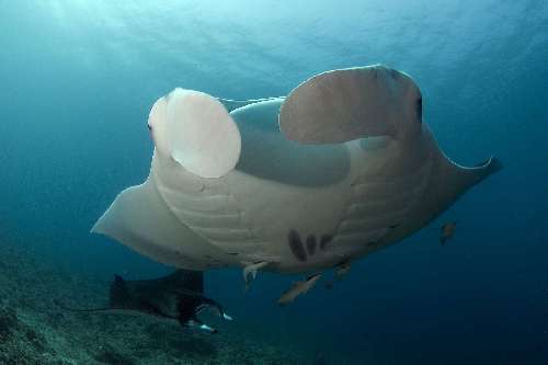 Crociera Manta Trust 5.jpg