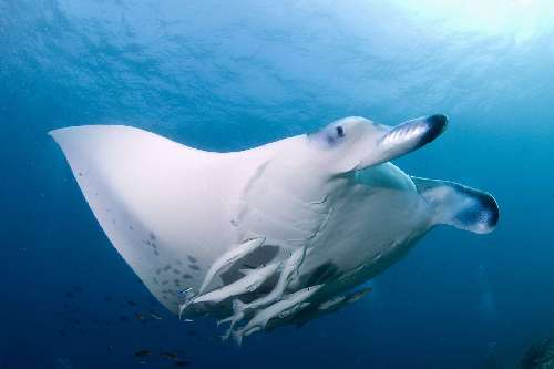 Crociera Manta Trust manta.jpg