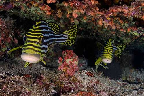 Immersioni alle Maldive albatros-top-boat-maldive-by-arrigoni-alberto.jpg