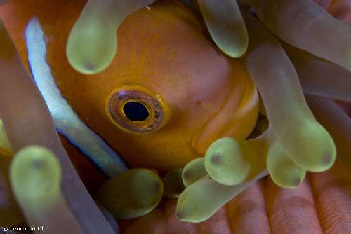 Immersioni alle Maldive clownfish-albatros-top-boat-maldive-by-leonardo-olmi.jpg