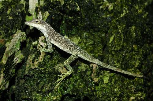 Crociera subacquea Malpelo 12-anolis-agassizigraham-j-edgard.jpg