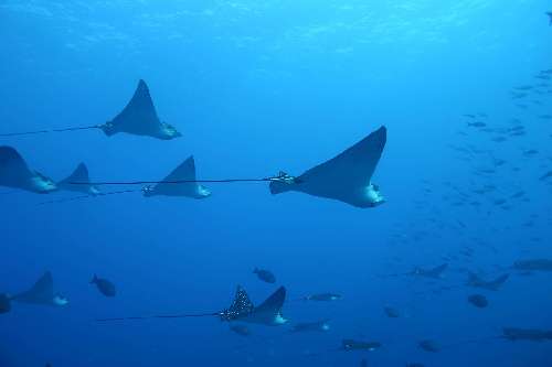 Crociera subacquea Malpelo 24-aetobatus-narinarichucho-pintadosandra-bessudo.jpg