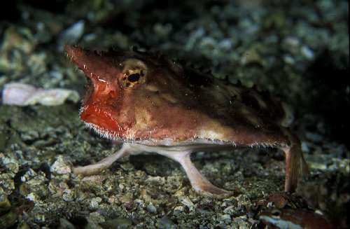 Crociera subacquea Malpelo 49-ogcocephalus-porrectus-pez-murcielago-labios-rojos-yves-lefvre.jpg