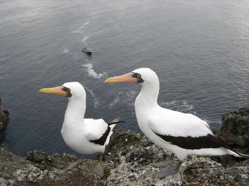 Crociera subacquea Malpelo malpelo-animal-bird.jpg