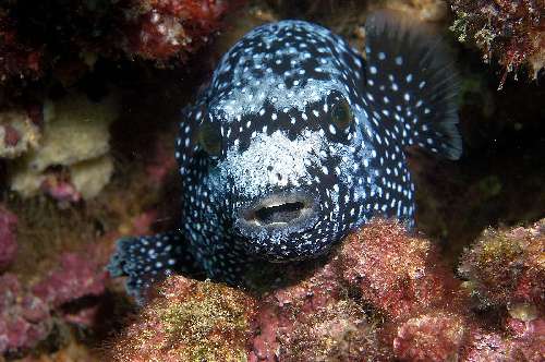 Immersioni a Malpelo 63-arothron-meleagris-botete-negro-bruno-gunard.jpg