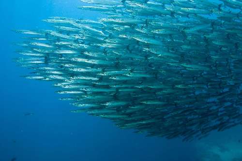 Immersioni a Malpelo 74-sphyaenidae-idiastesbarracuda-pelcano-olivier-gallet.jpg