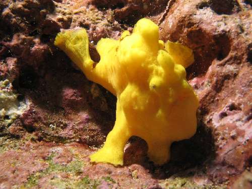 Immersioni a Malpelo antennarius-commersoniranisapo-de-commersonjunio07gs09.jpg