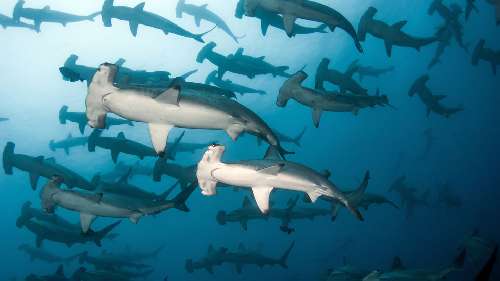 Immersioni a Malpelo malpelo-hammerhead-shark-school.jpg