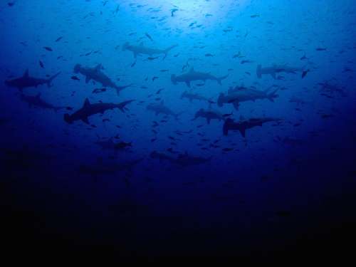 Immersioni a Malpelo malpelo-hammers.jpg