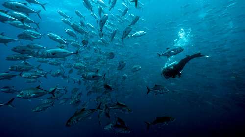 Immersioni a Malpelo malpelo-ocean.jpg