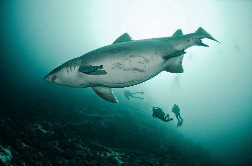 Il Monstro di Malpelo malpelo-ferox.jpg