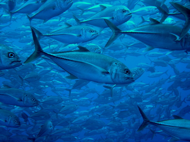 malpelo-carangidi.jpg