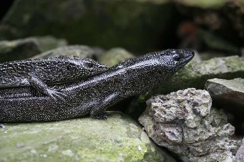 Punti immersione a Malpelo diploglossus-millepunctatusmalpelo220109.jpg