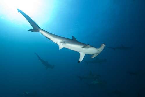 Punti immersione a Malpelo hammerhead-shark.jpg