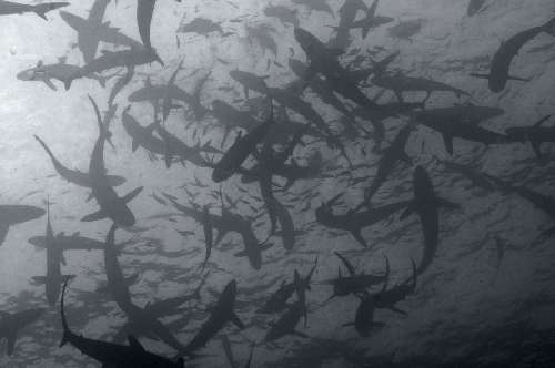 Punti immersione a Malpelo malpelo-1.jpg