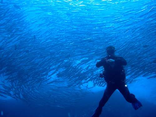 Punti immersione a Malpelo malpelo-barracuda.jpg