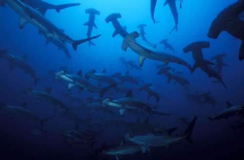 Punti immersione a Malpelo sphyrna-lewinimartillo311204yves-lefvre.jpg