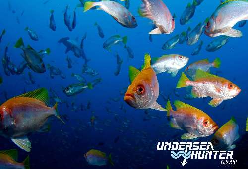 Crociera subacquea Cocos Island cocos-island-avi-klapfer-fish.jpg