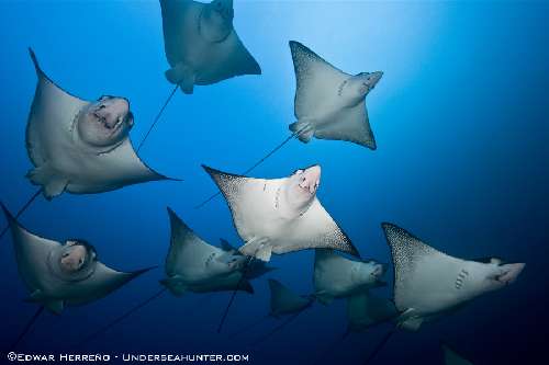 Crociera subacquea Cocos Island cocos-island-manuelitaherreno-eagle-rays.jpg