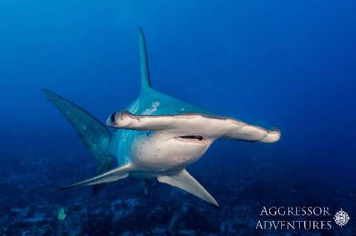 Crociera subacquea Cocos Island cocos-underwater-photos-20.jpg