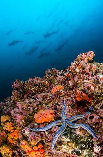 Crociera subacquea Cocos Island cocos-underwater-photos-8.jpg