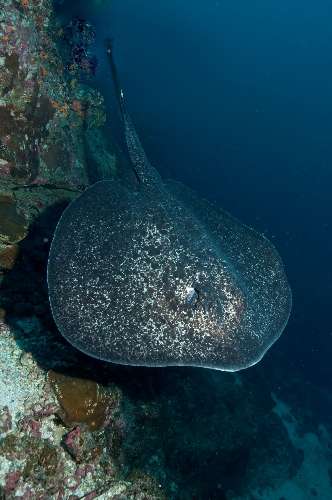 Specie rilevanti a Cocos Island cocos-island-17.jpg