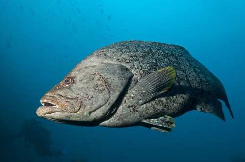 Specie rilevanti a Cocos Island cocos-island-22.jpg