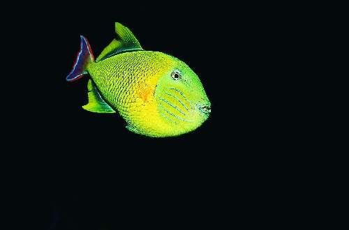 Specie rilevanti a Cocos Island cocos-island-pez.jpg