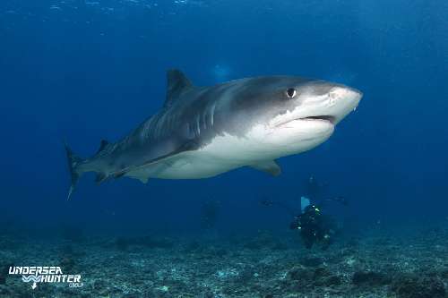 Specie rilevanti a Cocos Island cocos-island-tiger-by-harrycropped.jpg