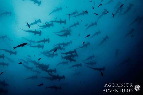 Specie rilevanti a Cocos Island cocos-island-underwater-photos-15.jpg