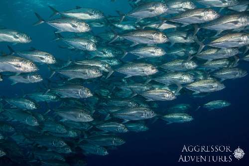 Specie rilevanti a Cocos Island cocos-island-underwater-photos-24.jpg