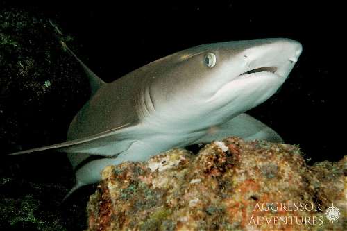 Specie rilevanti a Cocos Island cocos-island-underwater-photos-4.jpg
