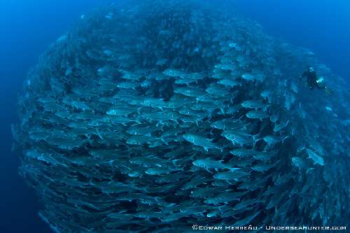 Punti immersione a Cocos Island cocos-island-dirty-rockherreno-big-eye-jacks.jpg