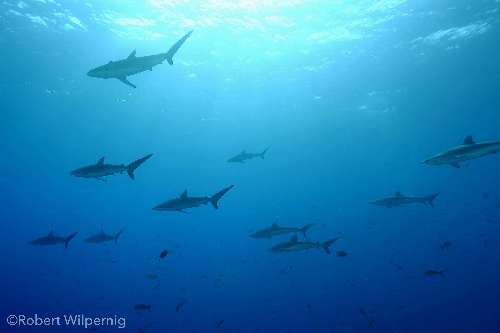 Crociera Subacquea a Socorro socorro-squali.jpg