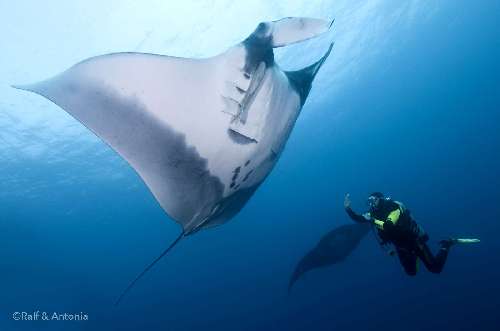 Immersioni a Socorro socorro-sub-e-manta.jpg