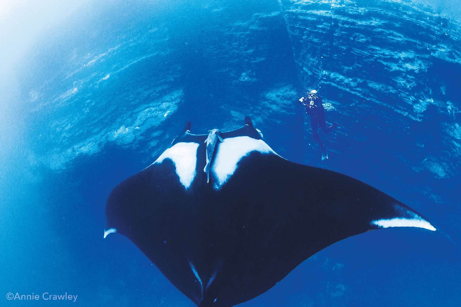 socorro-manta-gigante.jpg