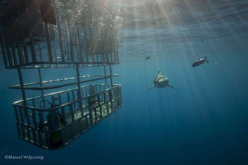 Crociera Subacquea a Guadalupe guadalupe-immersioni-con-la-gabbia.jpg