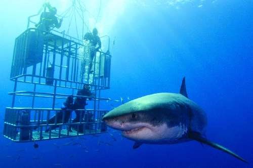 Crociera Subacquea a Guadalupe guadalupe-immersioni.jpg