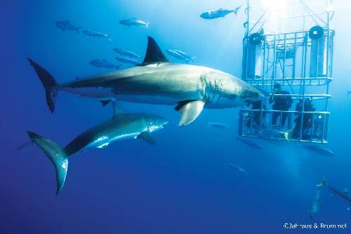 Crociera Subacquea a Guadalupe guadalupe-nautilus-explorer-albatros-top-boat.jpg