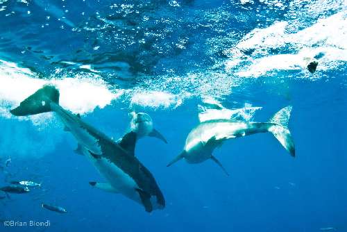 Crociera Subacquea a Guadalupe guadalupe-underwater.jpg