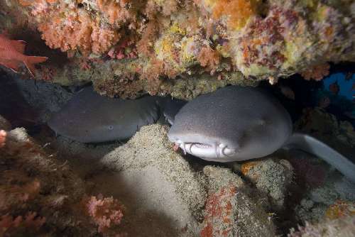 Crociera subacquea Maldive baby-sharks-luxury-yacht-maldives.jpg