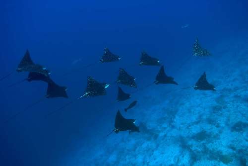 Crociera subacquea Maldive copyrightnaoko-2.jpg