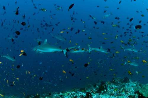 Crociera subacquea Maldive copyrightnaoko-3.jpg