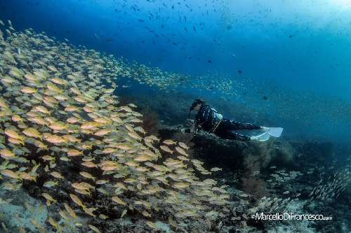 Crociera subacquea Maldive marcellodifraancesco.jpg