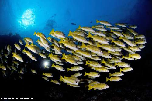 Crociera subacquea Maldive olmi-l.-4.jpg