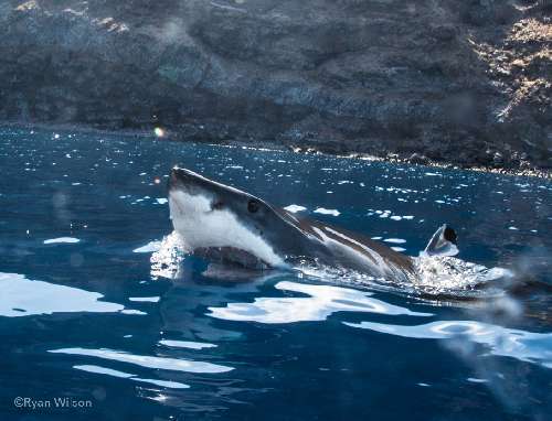 Immersioni a Guadalupe squalo-in-superficie-guadalupe.jpg